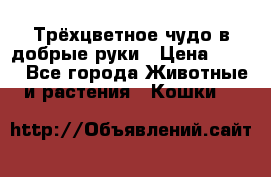 Трёхцветное чудо в добрые руки › Цена ­ 100 - Все города Животные и растения » Кошки   